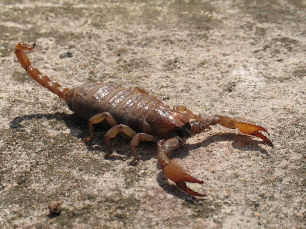 Scorpion Symbolism, Scorpion Meaning, Scorpion Totem, Scorpion Dream, and Messages