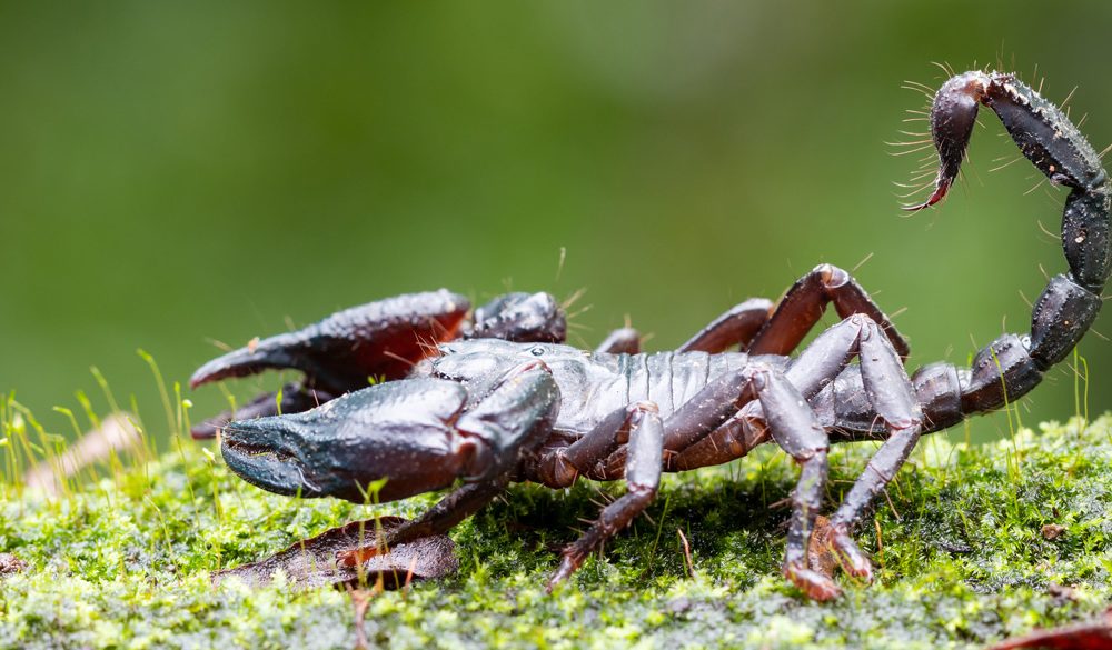 Scorpion Symbolism, Scorpion Meaning, Scorpion Totem, Scorpion Dream, and Messages