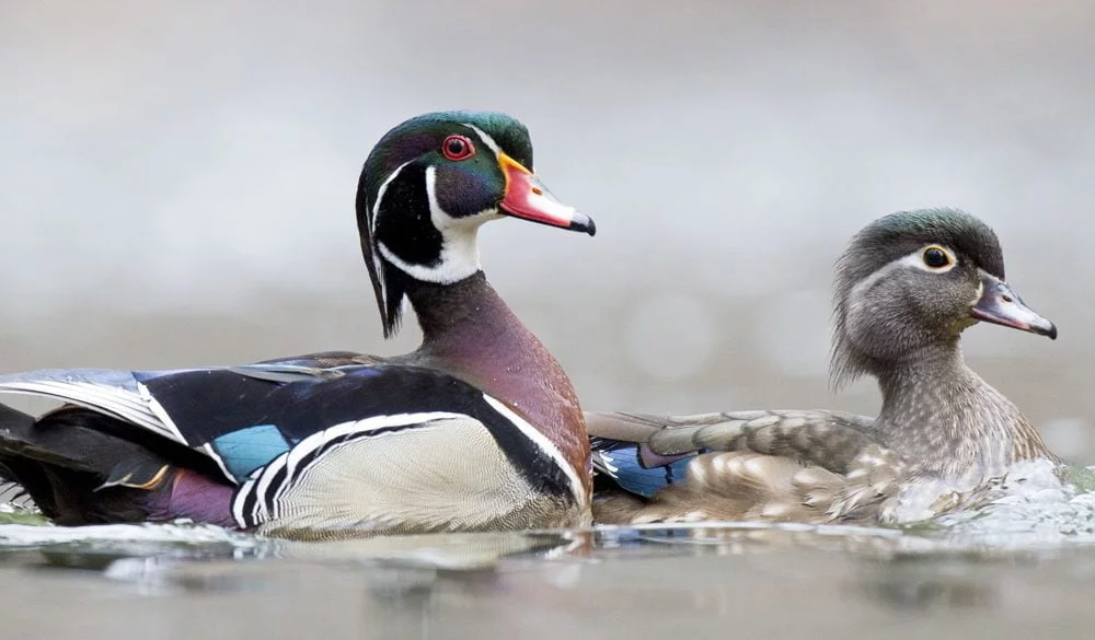 Duck Symbolism, Duck Meaning, Duck Totem, Duck Dream, and Messages