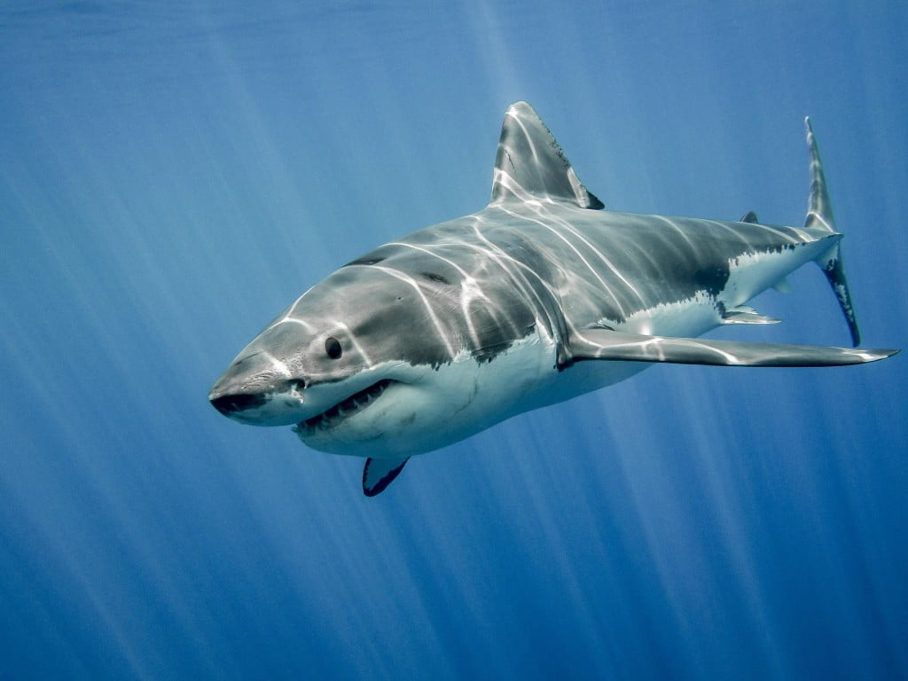 Great White Shark Dream