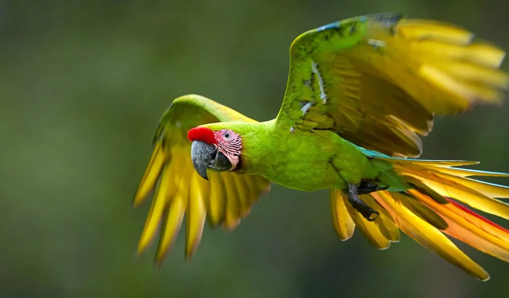 Parrot Symbolism, Parrot Meaning, Parrot Totem, Parrot Dream, and Messages
