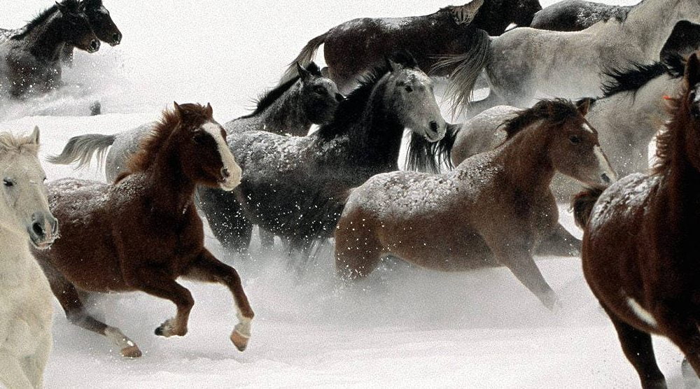 Horse, Horse Meaning, Horse Symbolism, Horse Totem, Horse Dreams, Land Animal, Spirit-Animals.com