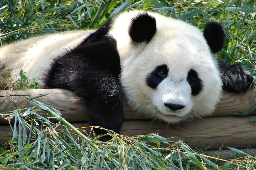 PandaSymbolism, Panda Meaning, Panda Totem, Panda Dream, Messages