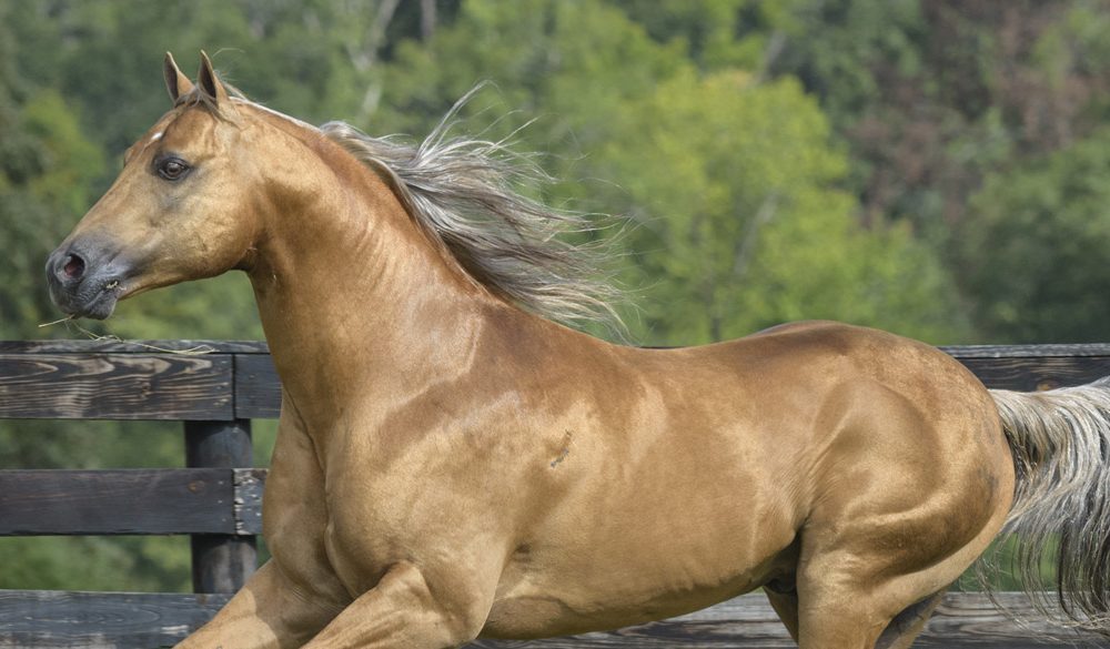 Quarter Horse, Horse, Land Animals, Mammals, Animal Messages and Totems, spirit-animals.com, Quarter Horse Symbolism, Quarter Horse Totem, Quarter Horse Meaning, Quarter Horse Dream