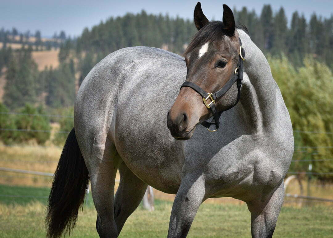 ≫ Signification Spirituelle Cheval