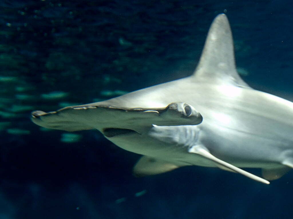 Hammerhead Shark Symbolism and Messages