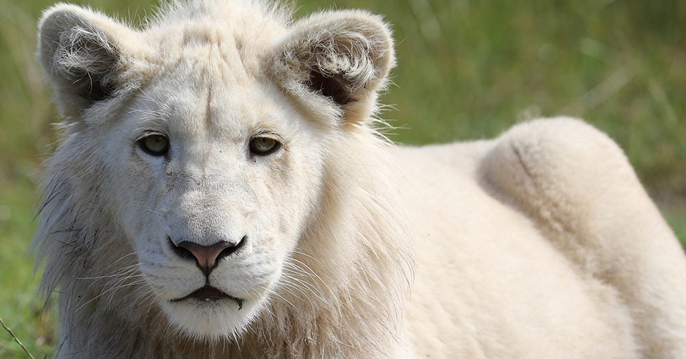Lion, Big Cats, Mammals, Animal Messages and Totems, spirit-animals.com, Lion Symbolism, Lion Meaning, Lion Totem, Lion Dream, Messages