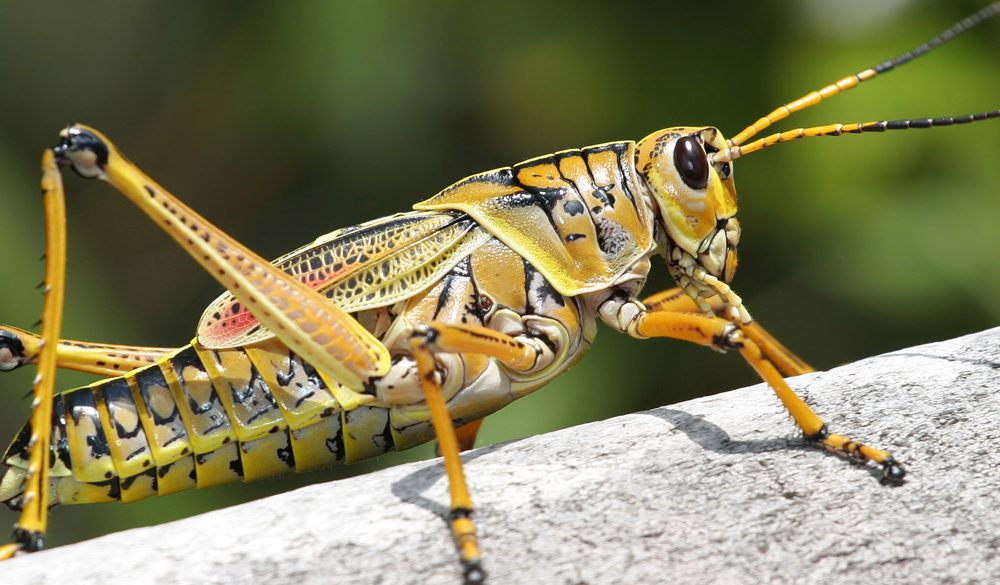 Grasshopper Symbolism, Grasshopper Meaning, Grasshopper Totem, Grasshopper Dream, and Messages