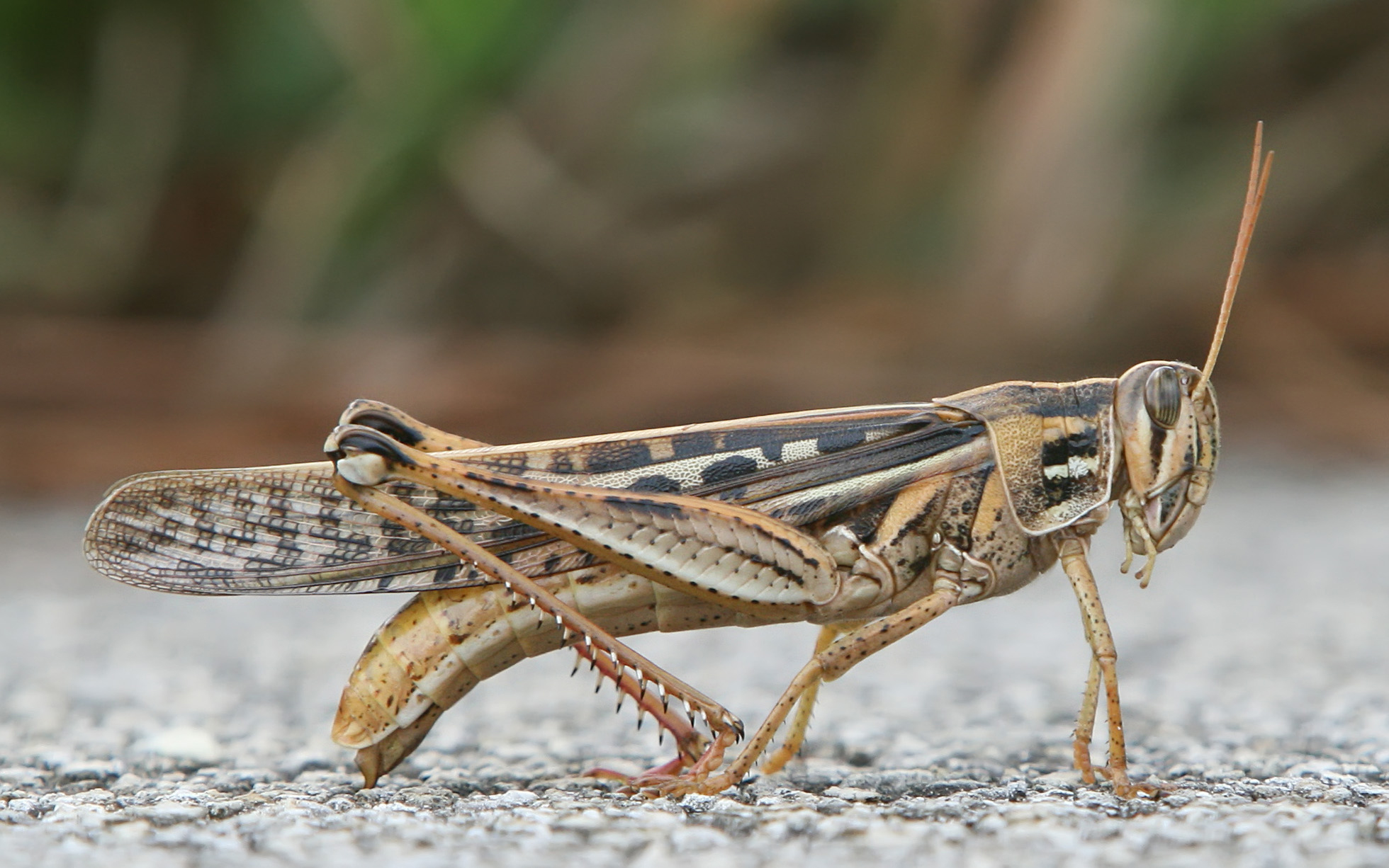 Symbolism, Dreams, and Messages Spirit Animal Totems