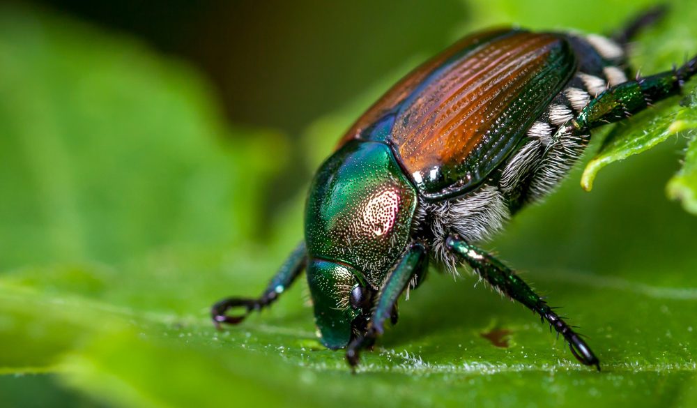 Japanese Beetle Symbolism, Beetle Meaning, Beetle Totem, Beetle Dream, and Messages