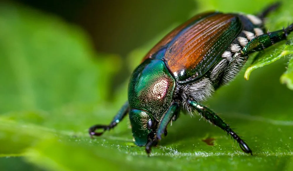 Japanese Beetle Symbolism, Beetle Meaning, Beetle Totem, Beetle Dream, and Messages
