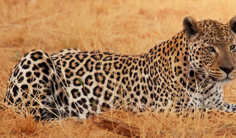 Leopard Symbolism, Leopard Meaning, Leopard Totem, Leopard Dream, and Messages