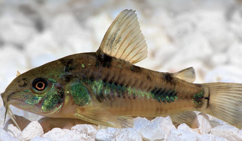 Red Tail Catfish, Catfish Symbolism, Catfish Meaning, Catfish Totem, Catfish Dream, and Messages
