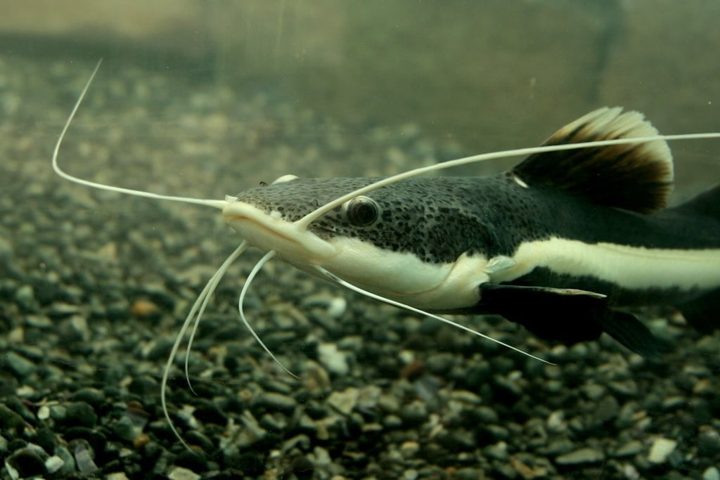 Catfish Symbolism A message Spirit Animal Totems