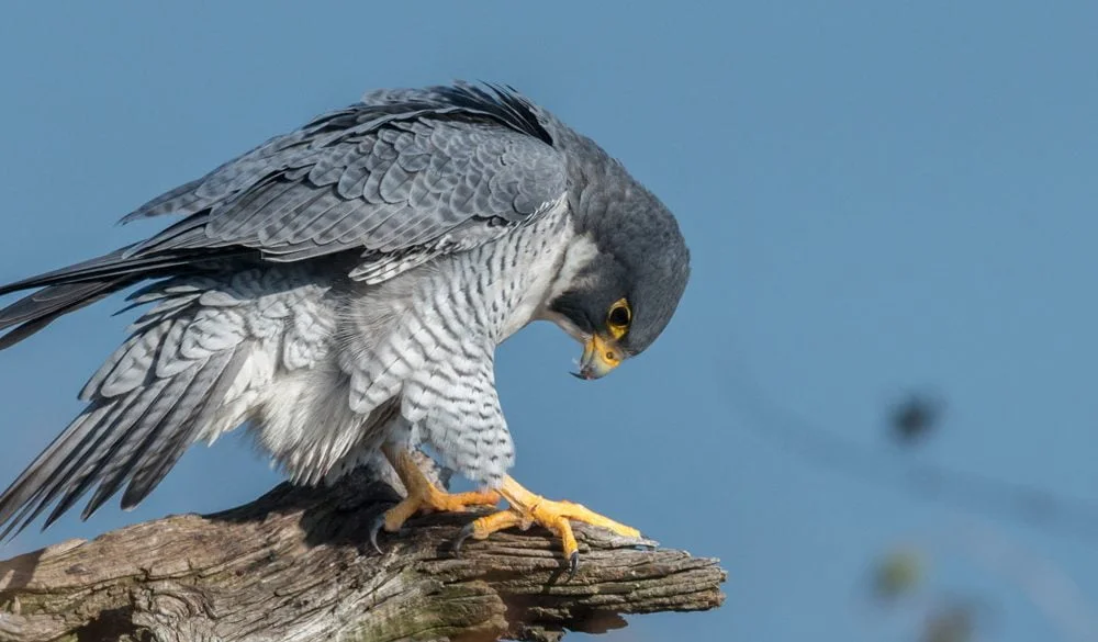 Falcon Symbolism, Falcon Meaning, Falcon Totem, Falcon Dream, and Messages