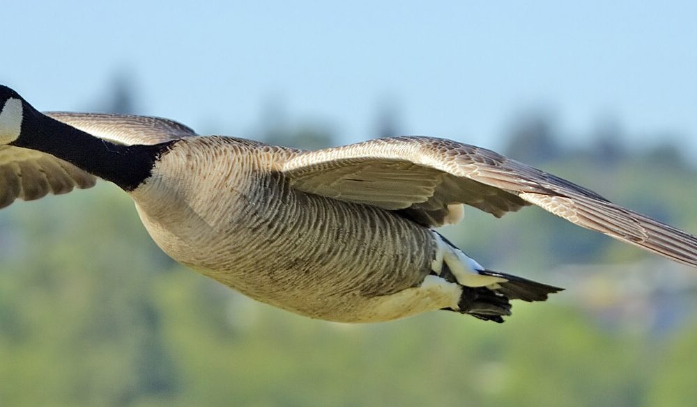 Goose Symbolism, Goose Meaning, Goose Totem, Goose Dream, Messages