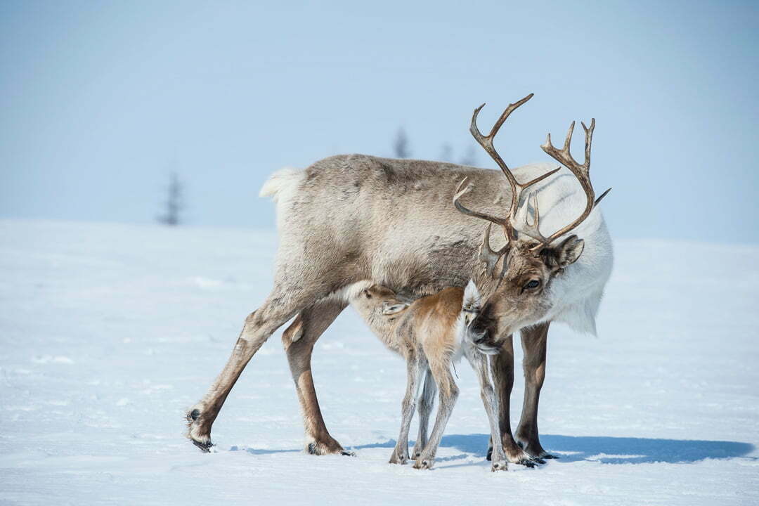 Reindeer Symbolism - Spirit Animal Totems