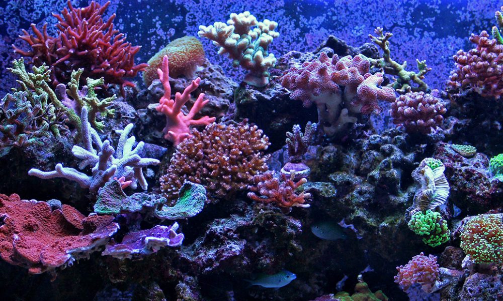 Coral Symbolism, Coral Meaning, Coral Totem, Coral Dream, and Messages