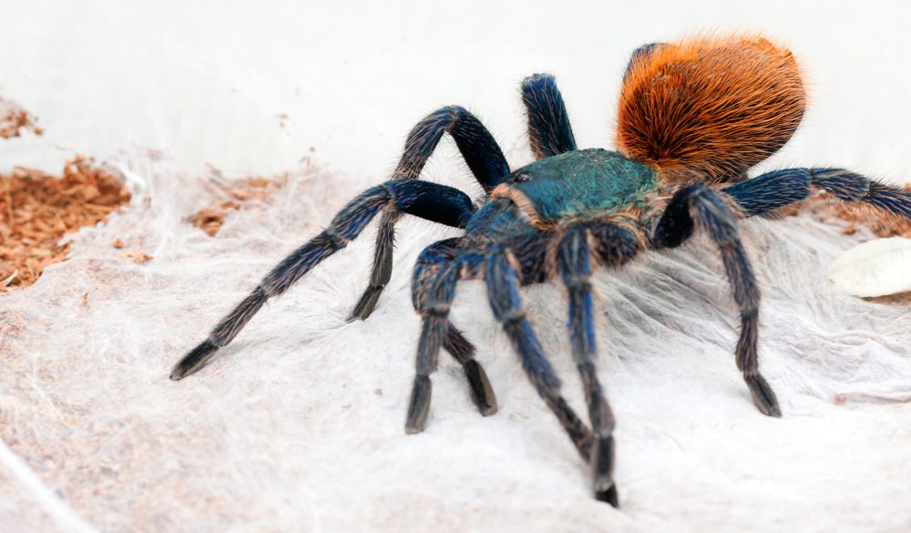 Tarantula Symbolism, Tarantula Meaning, Tarantula Totem, Tarantula Dream, and Messages