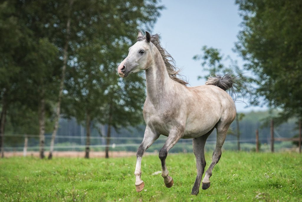 Arabian Horse Meaning, Arabian Horse Symbolism, Arabian Horse Dream, Arabian Horse Totem