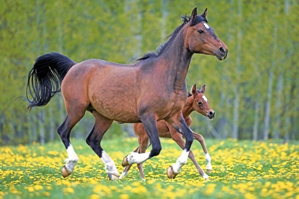 Arabian Horse Meaning, Arabian Horse Symbolism, Arabian Horse Dream, Arabian Horse Totem