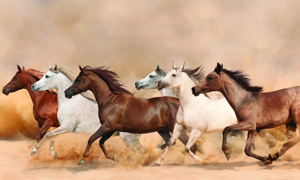 Arabian Horse Meaning, Arabian Horse Symbolism, Arabian Horse Dream, Arabian Horse Totem, Horses