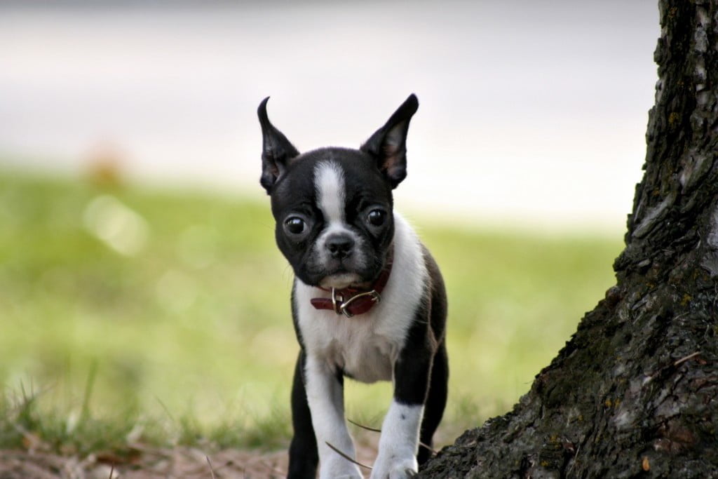 Boston Terrier, Dog Breeds, Animal Messages, Totems, spirit-animals.com, Boston Terrier Symbolism, Boston Terrier Meaning, Boston Terrier Totem, Boston Terrier Dream, Messages