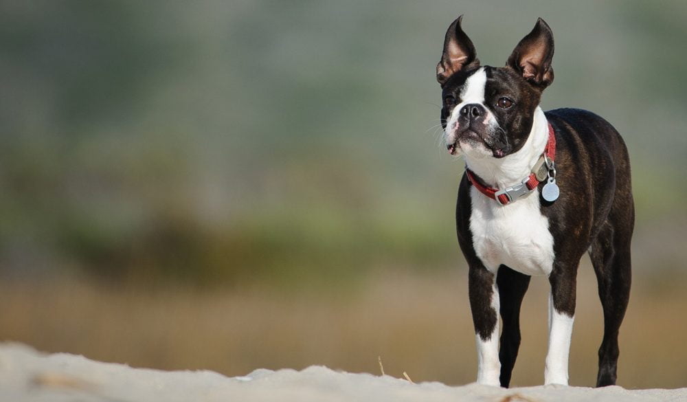 Boston Terrier, Dog Breeds, Animal Messages, Totems, spirit-animals.com, Boston Terrier Symbolism, Boston Terrier Meaning, Boston Terrier Totem, Boston Terrier Dream, Messages