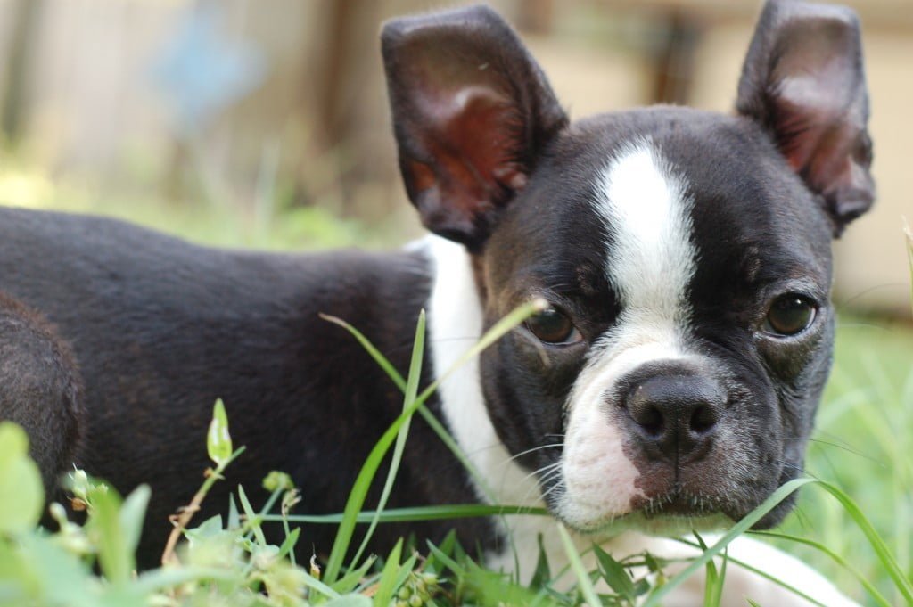 Boston Terrier, Dog Breeds, Animal Messages, Totems, spirit-animals.com, Boston Terrier Symbolism, Boston Terrier Meaning, Boston Terrier Totem, Boston Terrier Dream, Messages