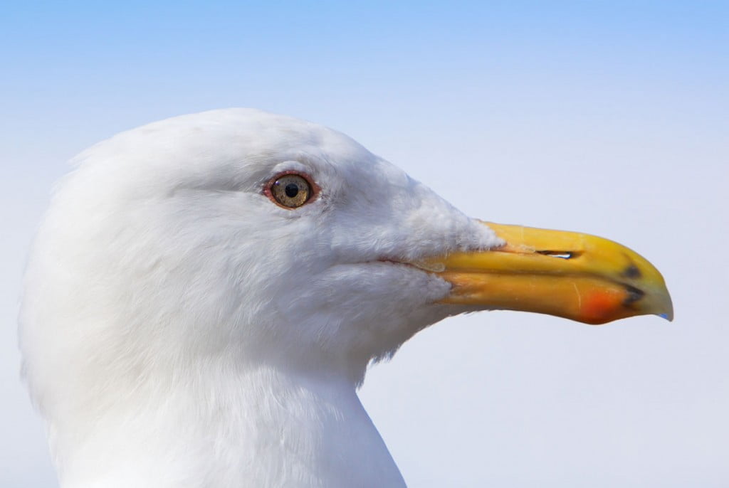 Seagull, Birds, Animal Messages and Totems, Spirit-Animals.com, Seagull Totem, Seagull Meaning, Seagull Dream, Seagull Spirit Animal Totem