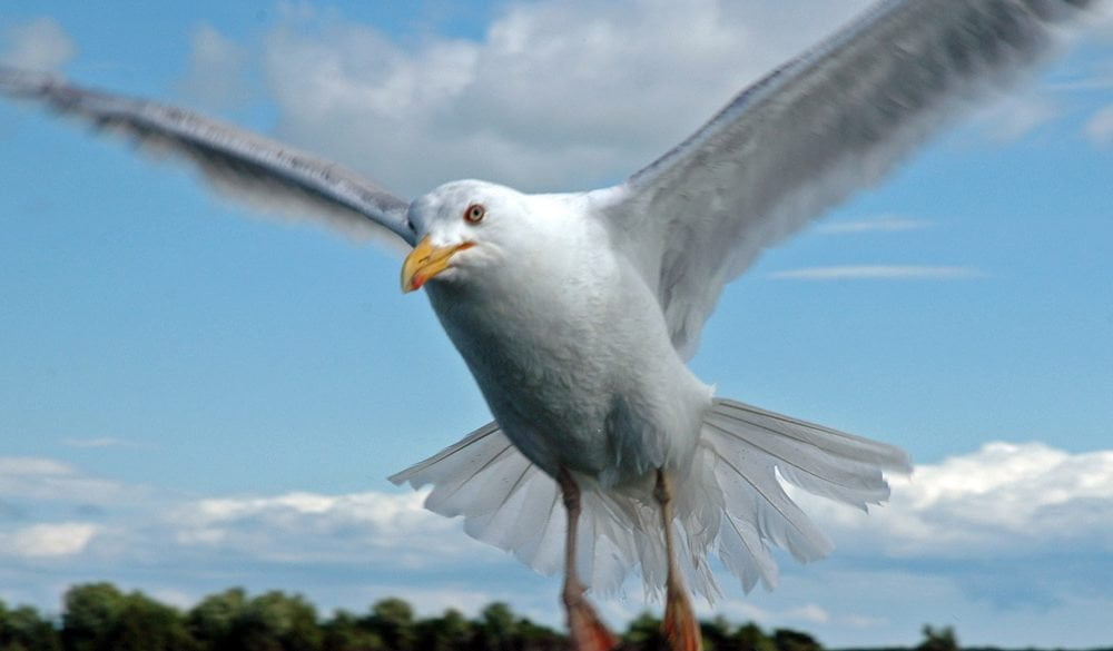 Seagull, Birds, Animal Messages and Totems, Spirit-Animals.com, Seagull Totem, Seagull Meaning, Seagull Dream, Seagull Spirit Animal Totem