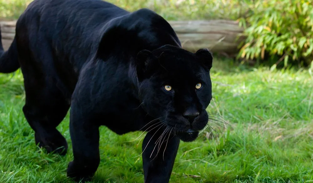 Black Jaguar, Big Cat, Mammal, Animal Messages, Totems, spirit-animals.com, Jaguar Symbolism, Jaguar Meaning, Jaguar Totem, Jaguar Dream, Messages