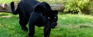 Jaguar Symbolism, Dreams, and Messages - Spirit Animal Totems