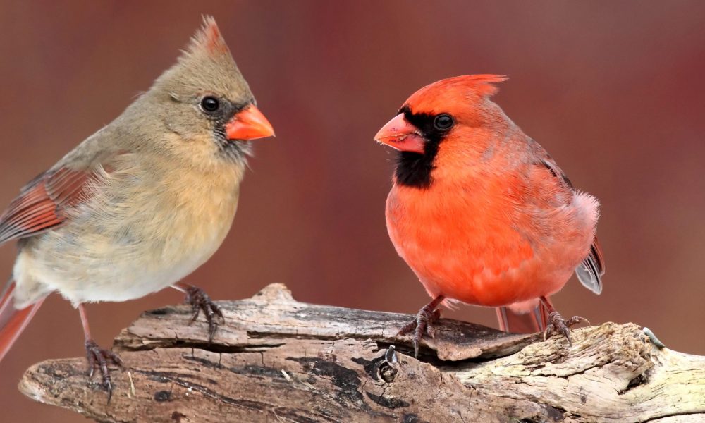 Cardinal, Birds, Animal Messages and Totems, spirit-animals.com, Cardinal Symbolism, Cardinal Meaning, Cardinal Totem, Cardinal Dream