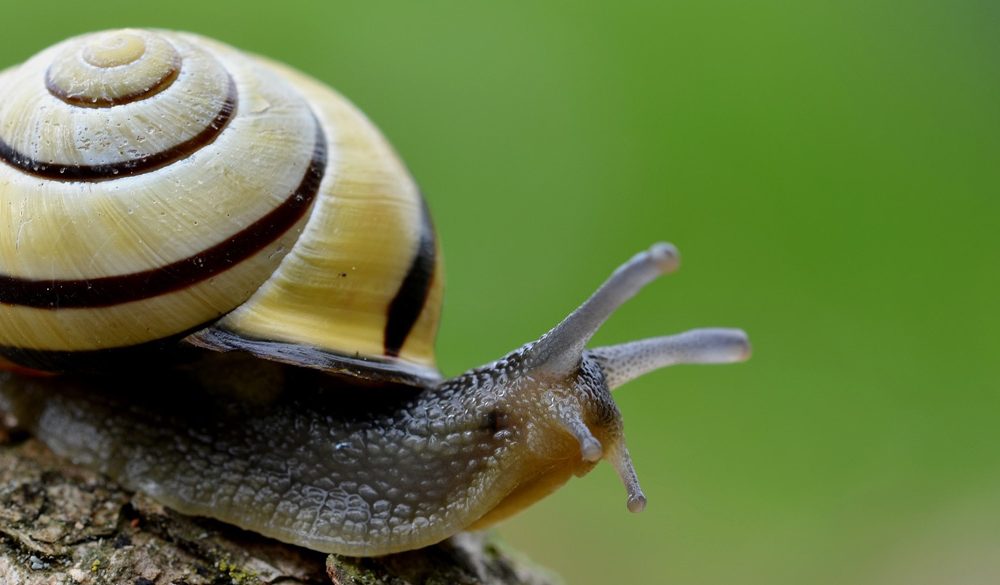 Snail, Mollusks, Animal Messages and Totems, Snail Symbolism, Snail Meaning, Snail Totem, Snail Dream, and Messages