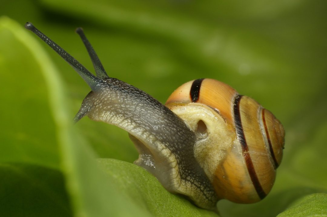 Snail Symbolism, Dreams, and Messages Spirit Animal Totems