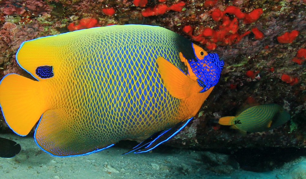 Yellowmask Angelfish Symbolism, Angelfish Meaning, Angelfish Totem, Angelfish Dream, and Messages