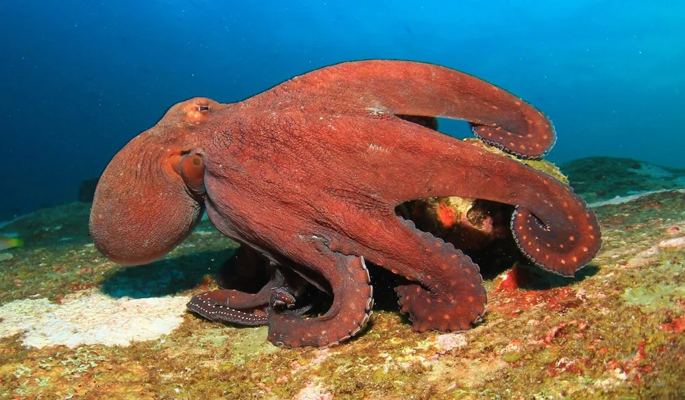 Octopus Symbolism, Octopus Meaning, Octopus Totem, Octopus Dream, and Messages