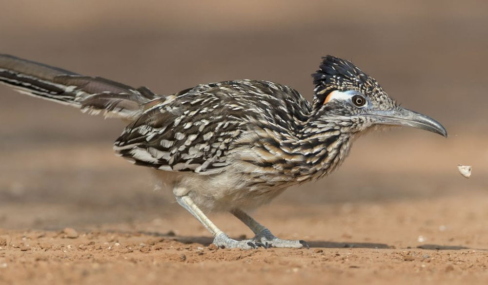 Roadrunner Symbolism, Meaning, Totems, Dreams, and Messages