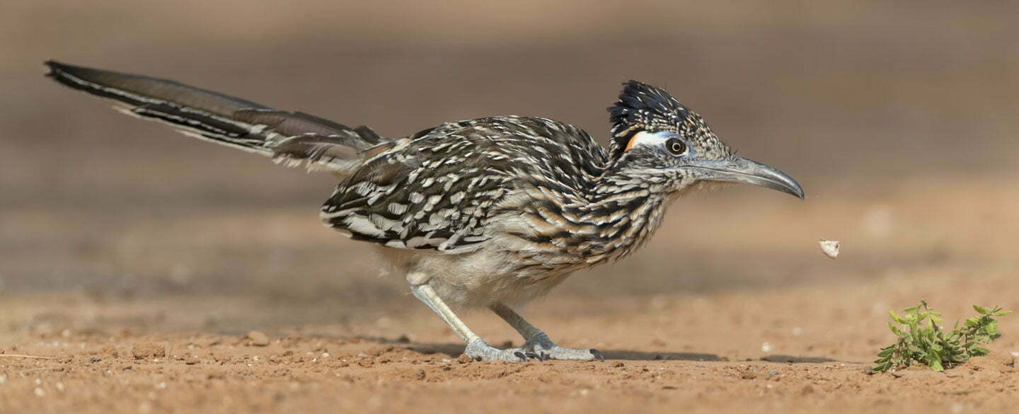 Roadrunner Symbolism, Dreams, and Messages - Spirit Animal Totems