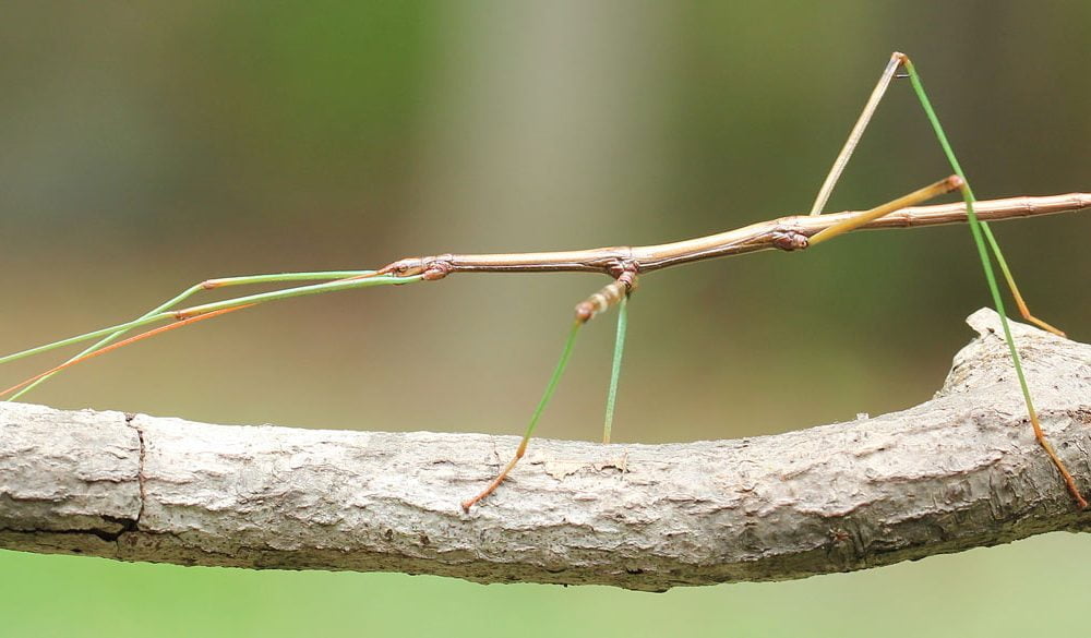 Stick Bug Symbolism, Stick Bug Meaning, Stick Bug Totem, Stick Bug Dream, Walkingstick Insect Symbolism and Messages