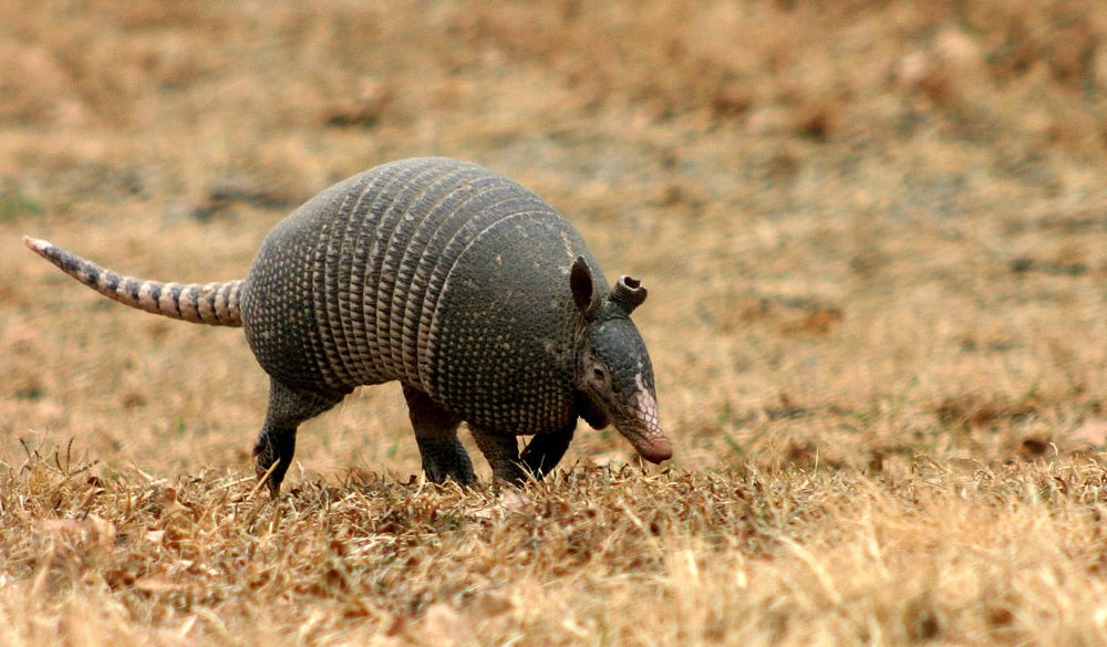 Armadillo Symbolism, Meaning, Totems, Dreams, and Messages