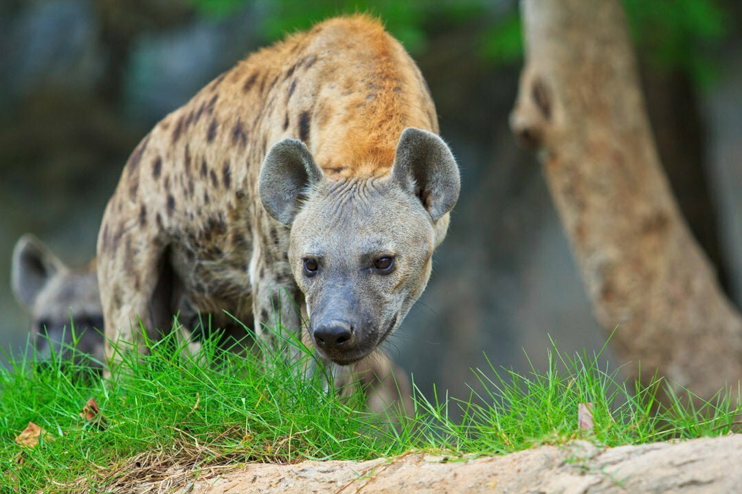 Hyena Symbolism, Dreams, and Messages | Spirit Animal Totems