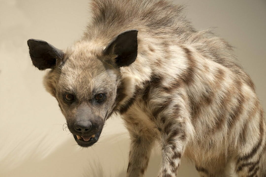 Hyena Symbolism, Dreams, and Messages | Spirit Animal Totems
