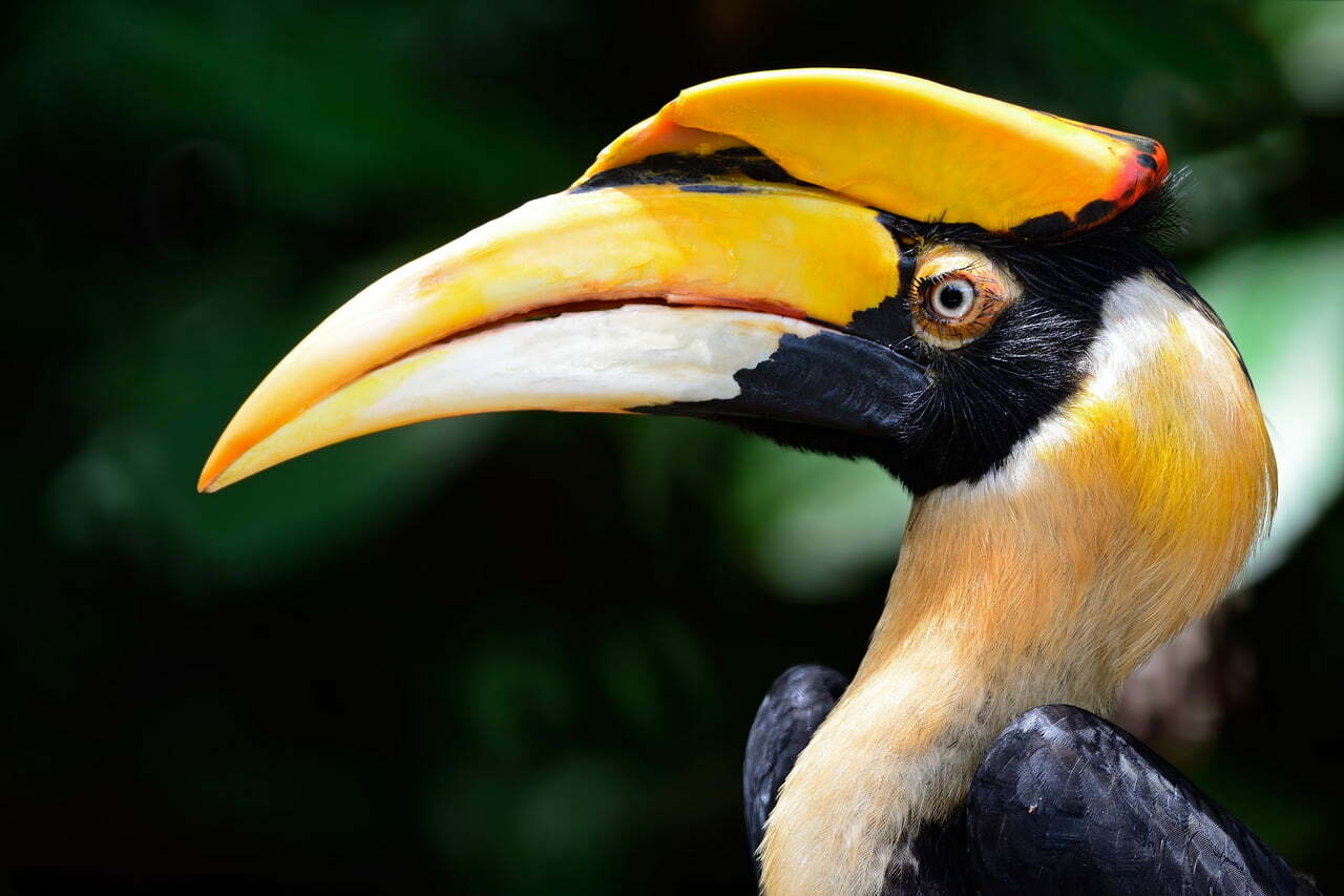 Hornbill Symbolism Spirit Animal Totems