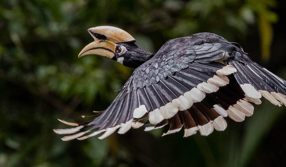 Hornbill Symbolism