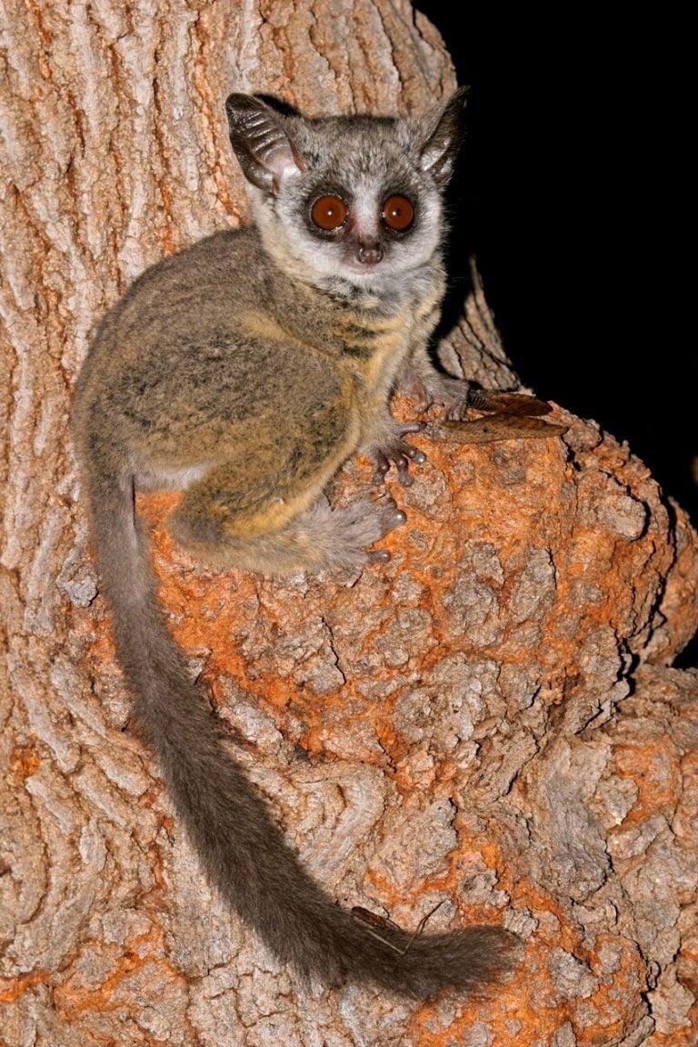 Bush Baby Symbolism - Spirit Animal Totems