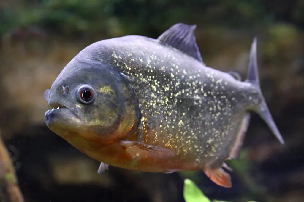 Piranha Symbolism, Dreams, and Messages