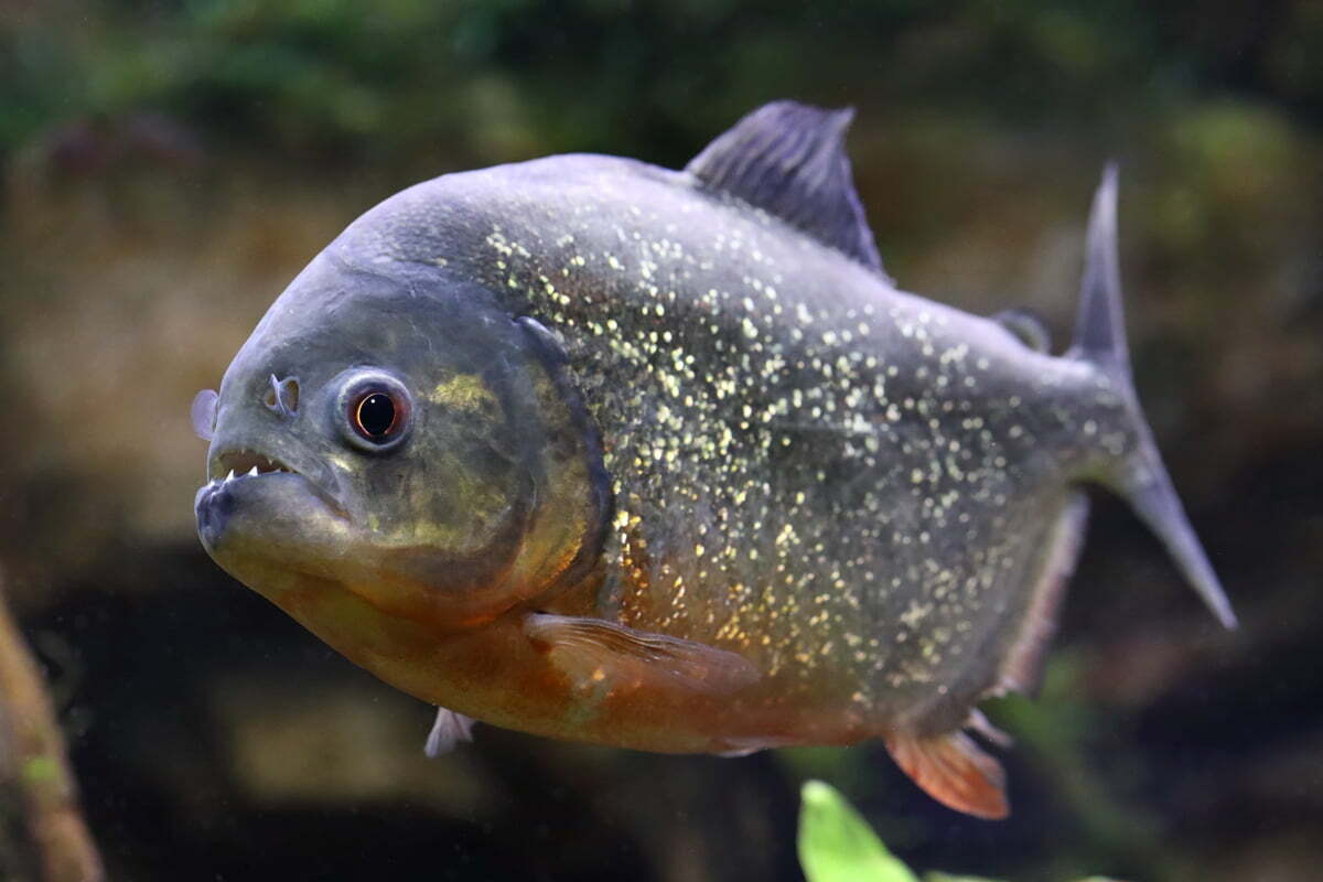 Piranha Symbolism Spirit Animal Totems