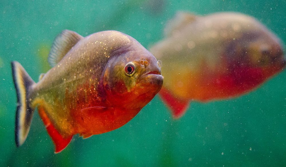 Piranha Totem, Dreams and Messages